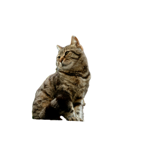A Tabby Cat Sits On A Stone Ledge Outside A Rustic Wooden House Surrounded By Greenery. 14197 - Cat PNG image with transparent background
